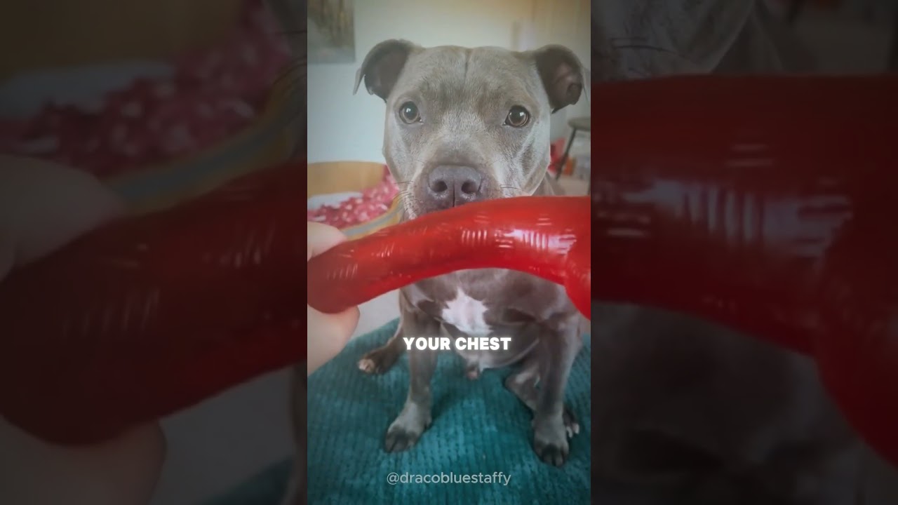 The Shittiest Dog Breed On Earth: The Blooming Land Seal