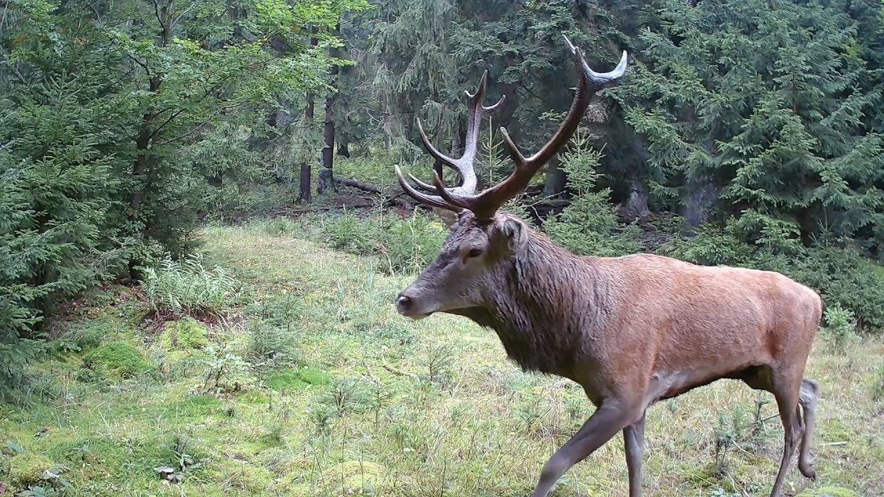 Jelení říje 2025 - 2. část (Šumava)