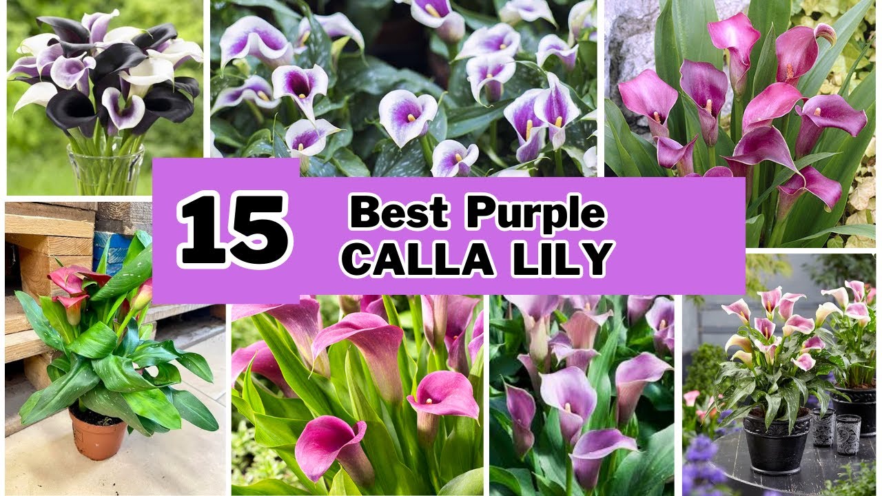 15 Best Purple Calla Lily Varieties|Calla Lily |@SwaroopaDiaries14