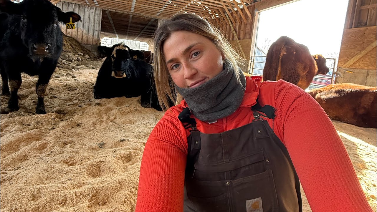 Last Of The Cold Maine Cattle Chores 