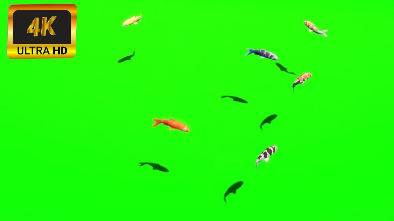 011 - Green Screen | Chroma Key | Animal 4K | Fish