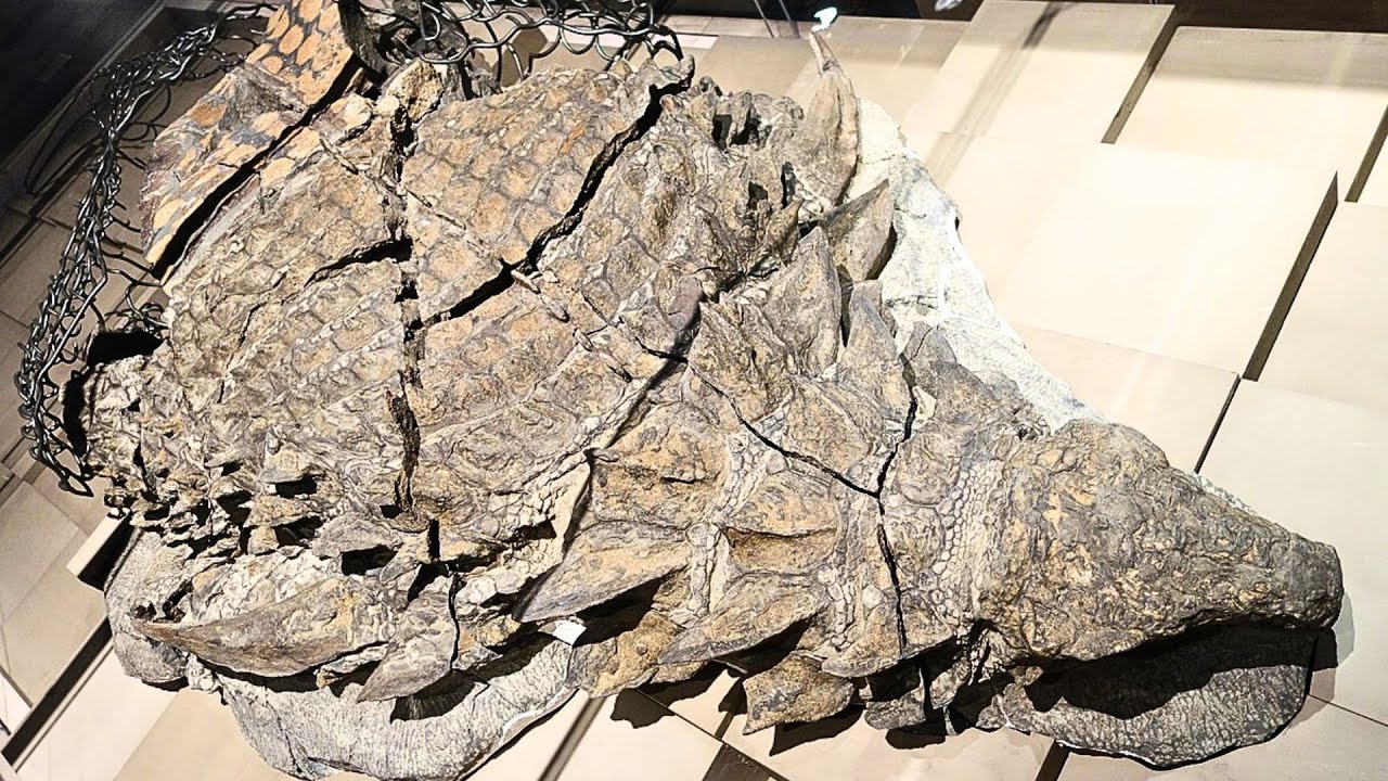 A dinosaur fossil like no other