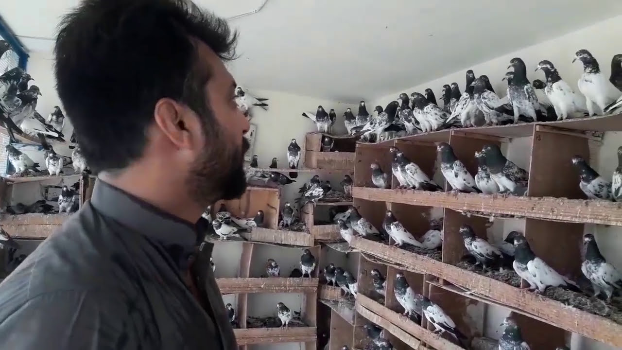Awesome Birds Of Ustad Jamil Butt