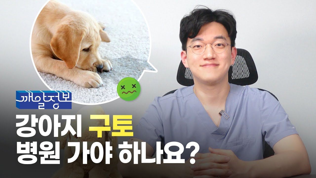 강아지가 구토하면 병원 가야 하나요?