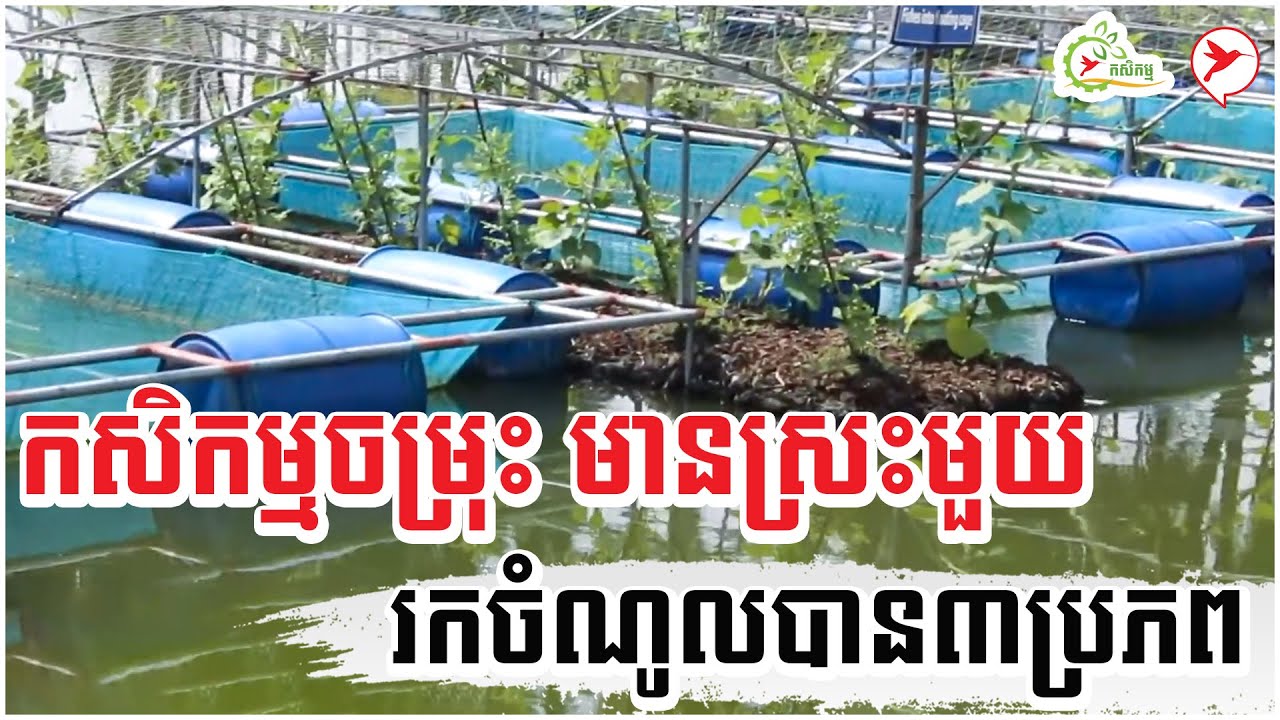 កសិកម្មចម្រុះ មានស្រះមួយ រកចំណូលបាន៣ប្រភព | កម្មវិធីកសិកម្ម