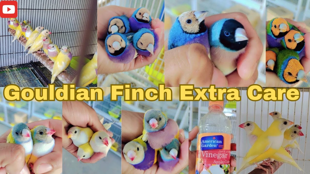 Gouldian Finch Extra Care #ayanbirdssargodha #exoticfinches #multanpets #birds