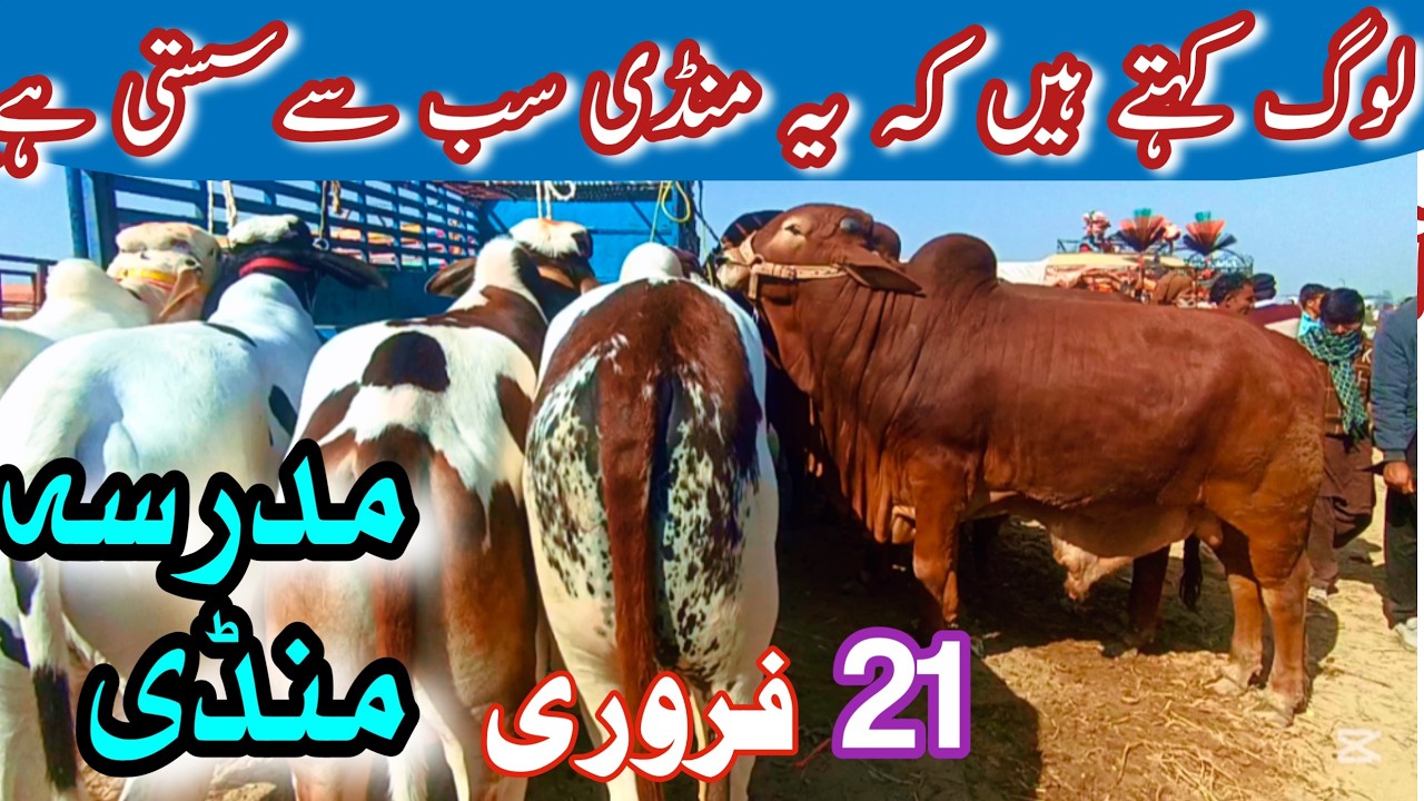 TODAY MADRASSA BACHRA MANDI LATEST PRICE UPDATE || Sahiwal Cholistani Calves For Qurbani 2026