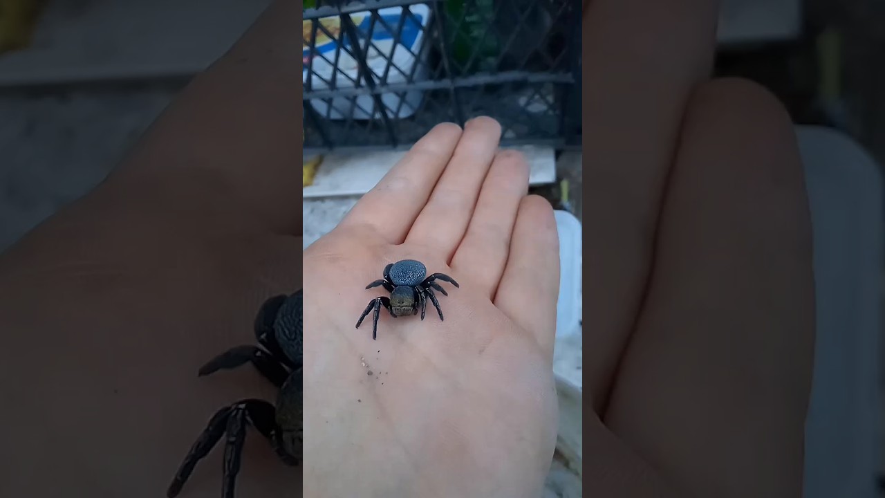 Eresus Kollari 2 🕷️ #spider #bug