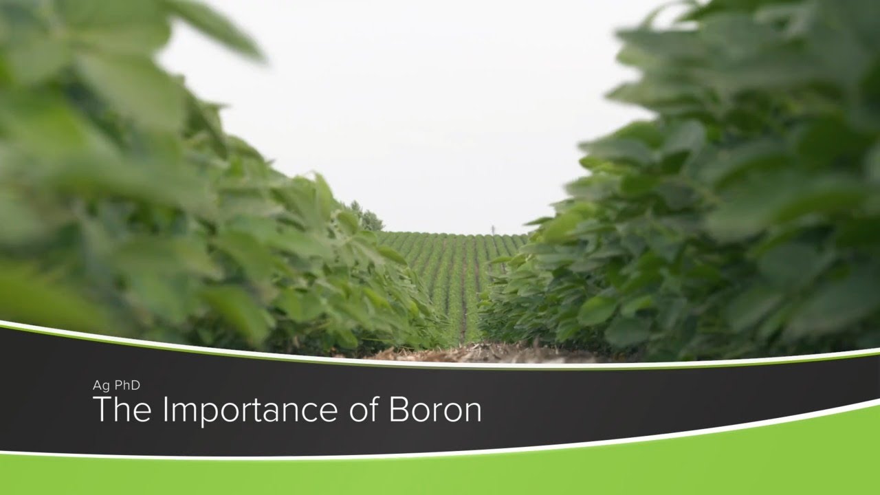 The Importance of Boron (From Ag PhD Show #1179 - Air Date 11-8-20)