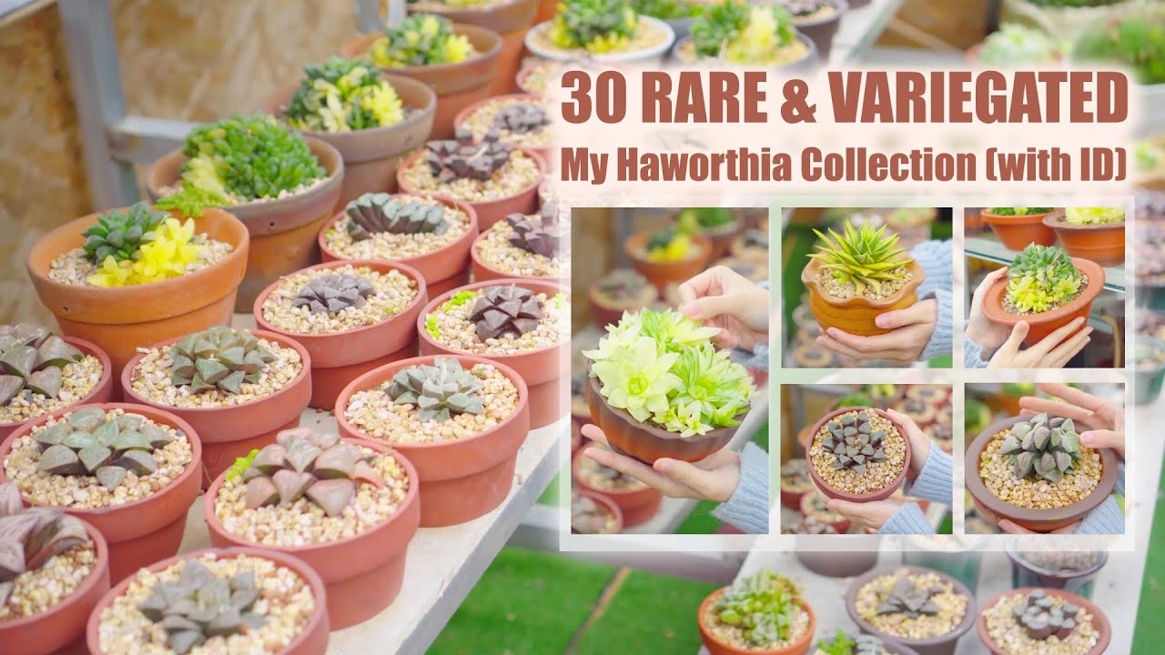 My Variegated Haworthia Collection (with ID) - Garden Tour EP6 | 9 Years Living with Succulents