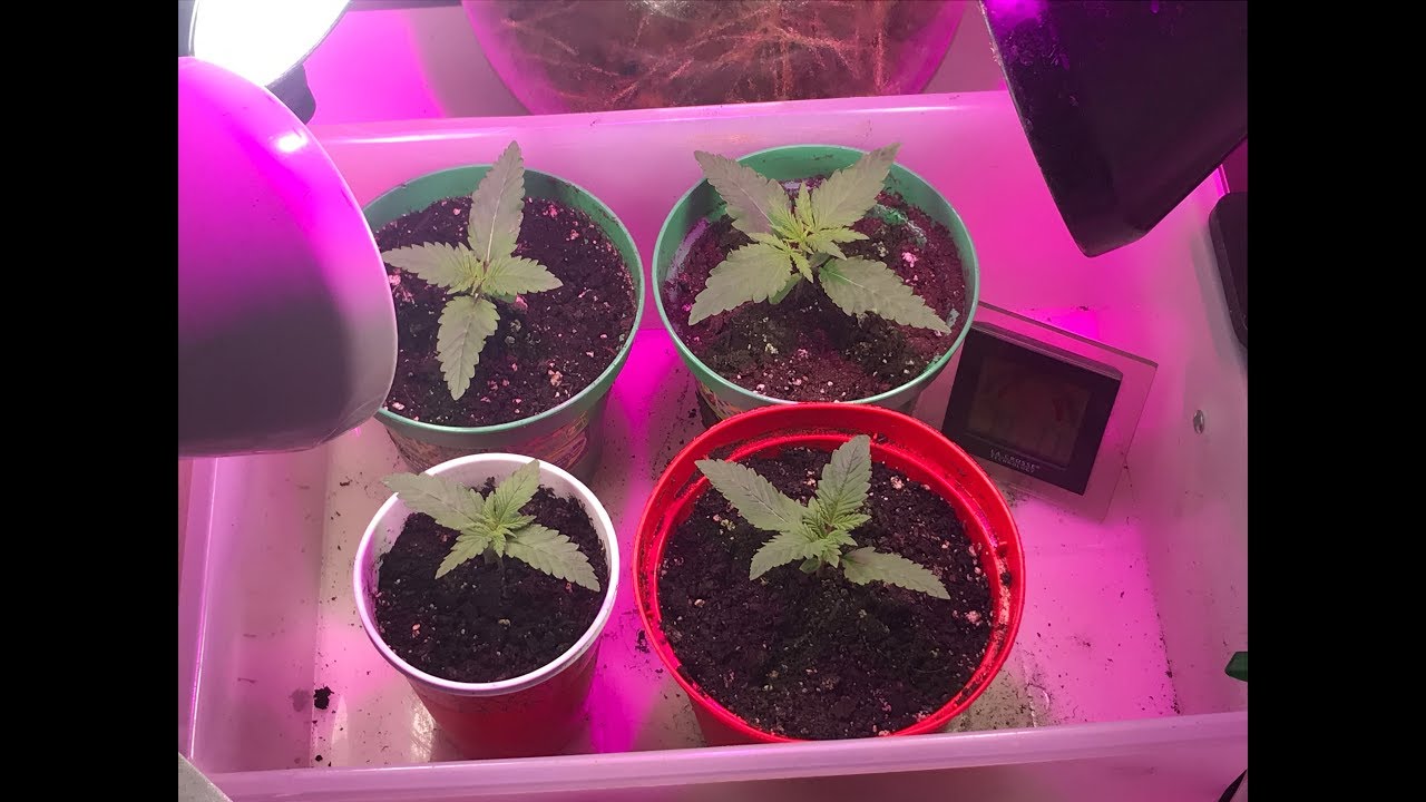 Growing Cannabis Super Critical Day 11
