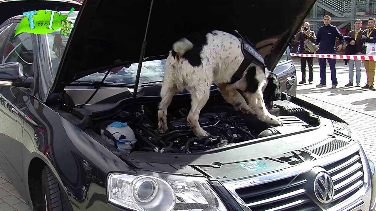 Exhibición Perros Adiestrados de la Ertzaintza