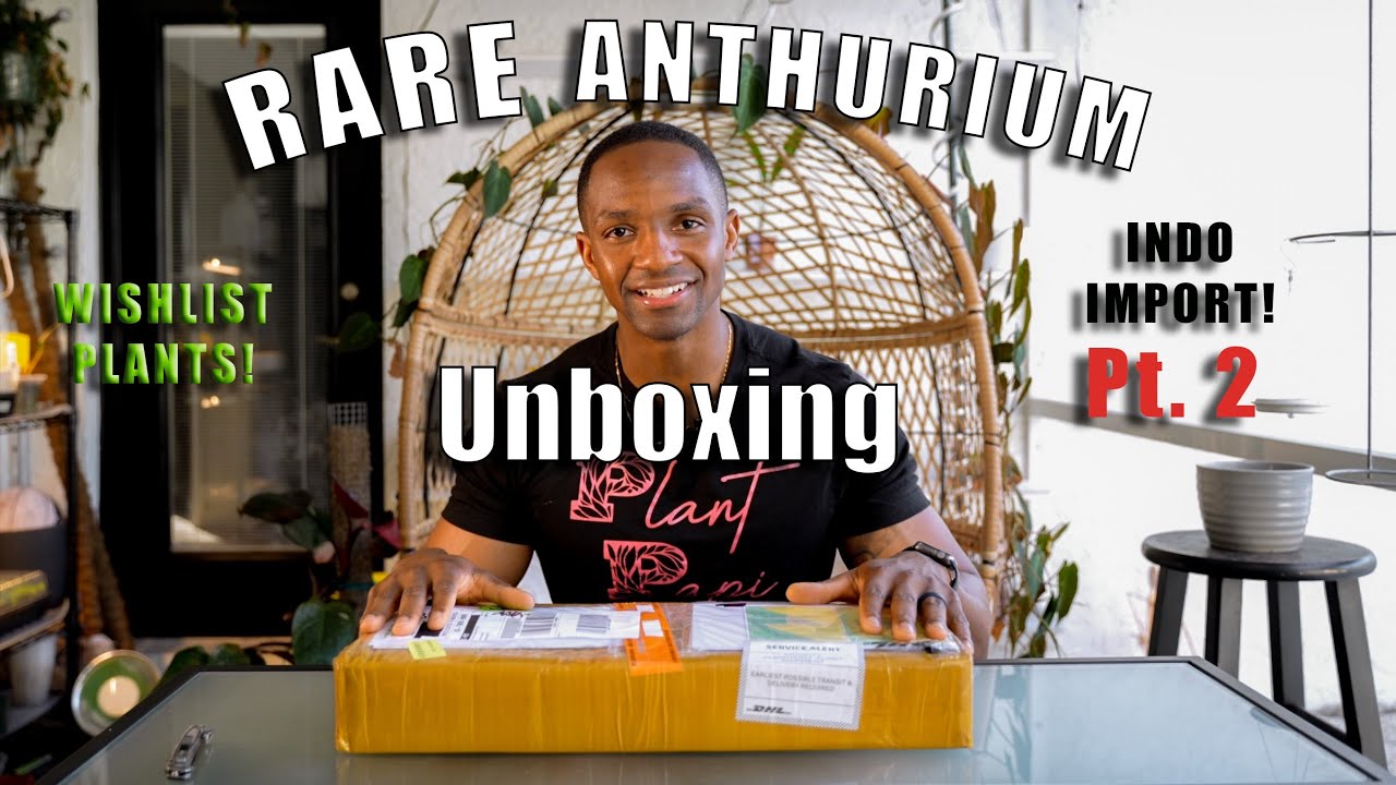 PLANT MAIL UNBOXING Pt 2! | Imported Rare Anthurium Wishlist Plants