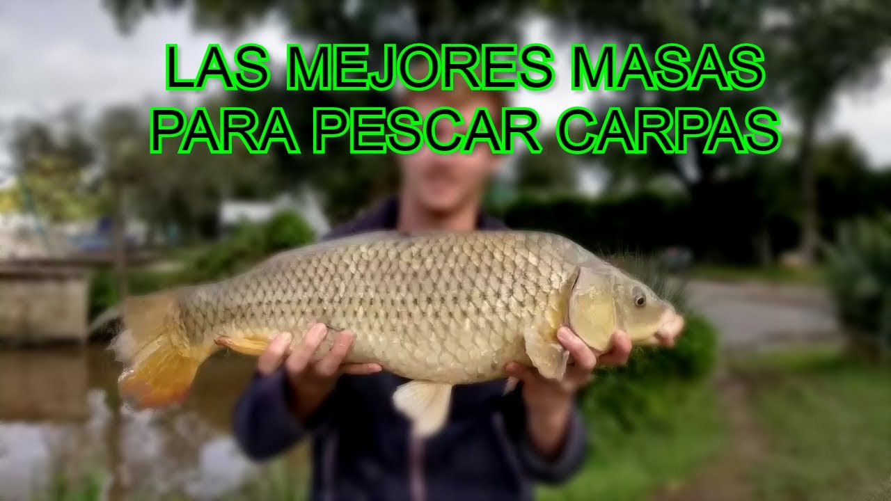 MASA EFECTIVA para PESCAR CARPAS