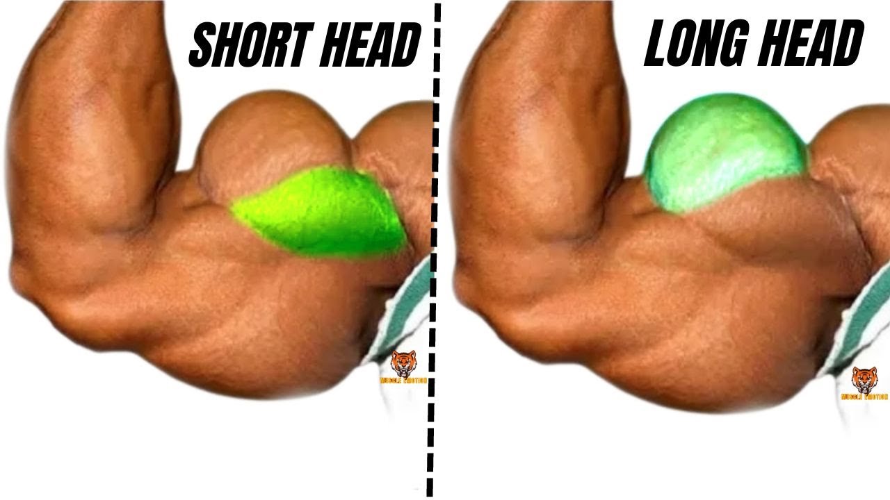 11 best long head and short head biceps exercises that you never did at gym