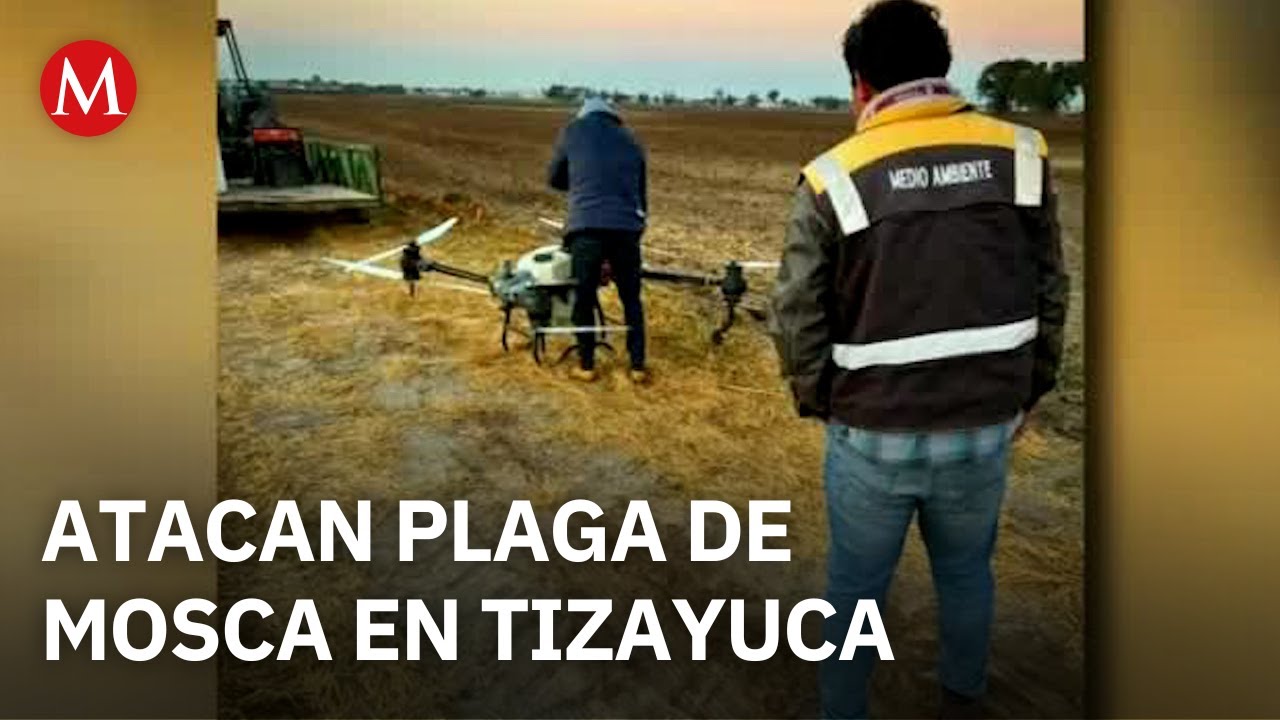 Atacan plaga de mosca en Tizayuca, Hidalgo