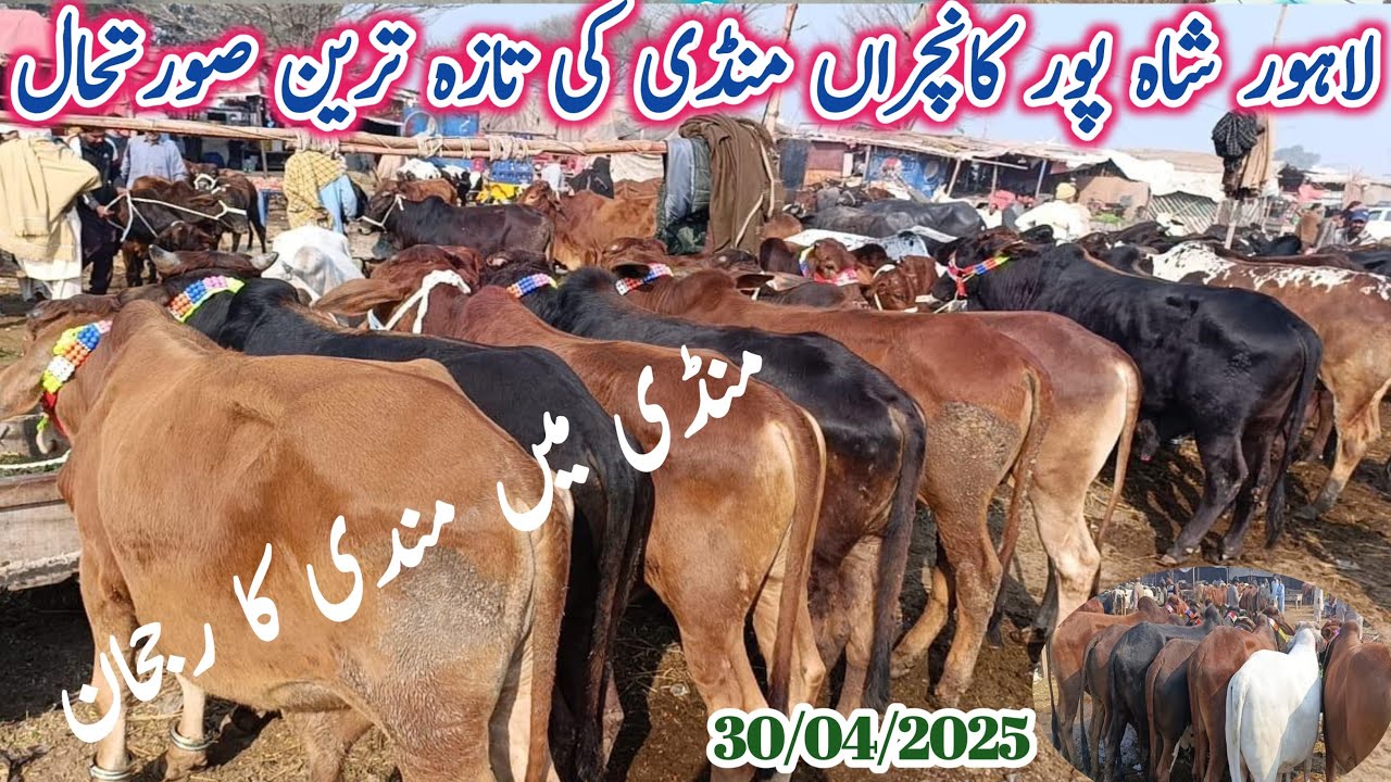 Lahore Shahpur Kanjra Mandi | Cattle Market Lahore | Maweshi Mandi