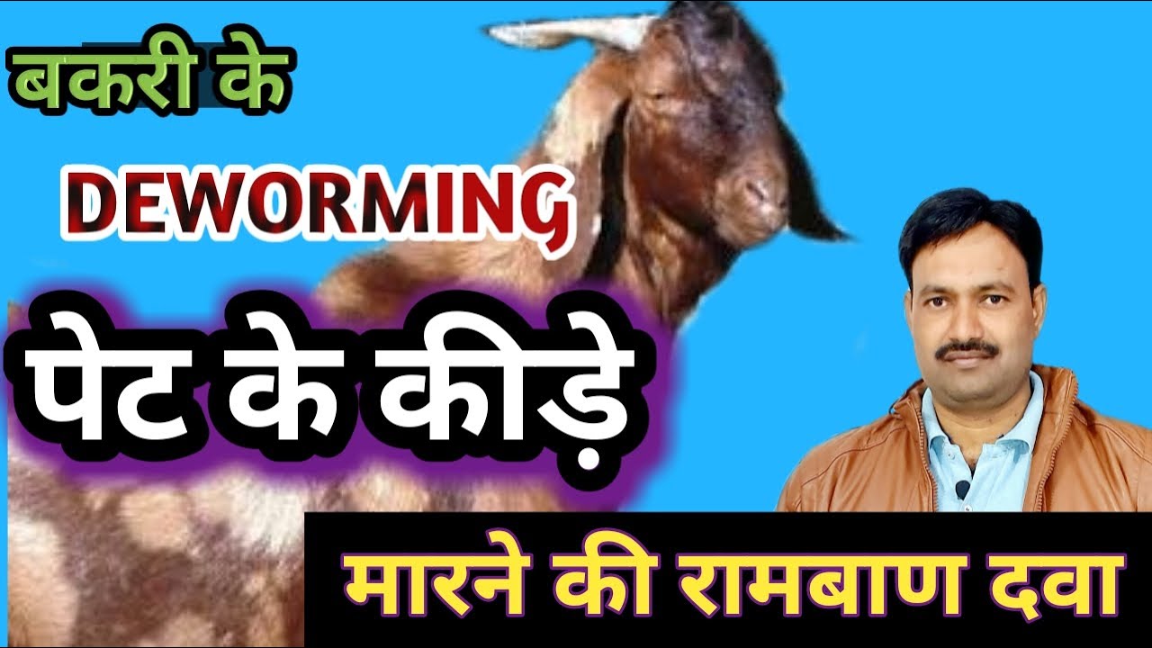 Bakri ke pet ke kide ki dawa बकरी के पेट में कीड़े मारने की दवा bakri ki deworming सम्पूर्ण जानकारी