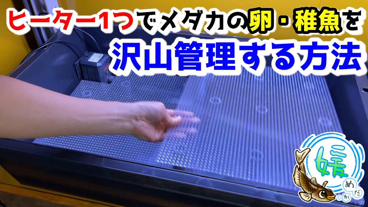 加温飼育に最適！メダカの湯煎式加温容器の仕組みと作り方（室内ルーバー篇）～目的を知り、仕組みを知り、自分好みにカスタマイズ～【媛めだか/DIYアクアリウム】