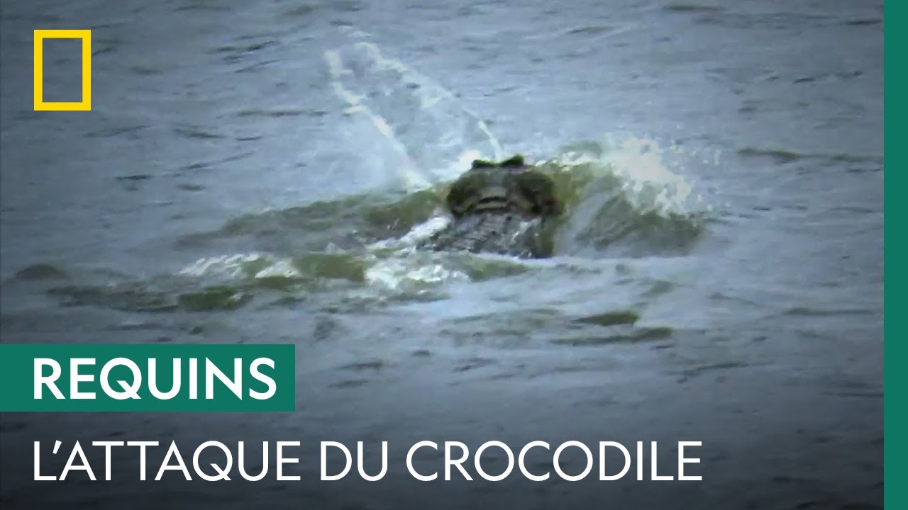 Un requin se fait attaquer par un crocodile deux fois plus gros que lui