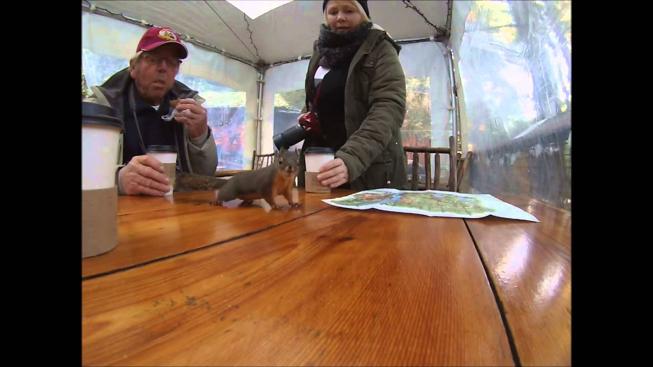 Squirrel On Table