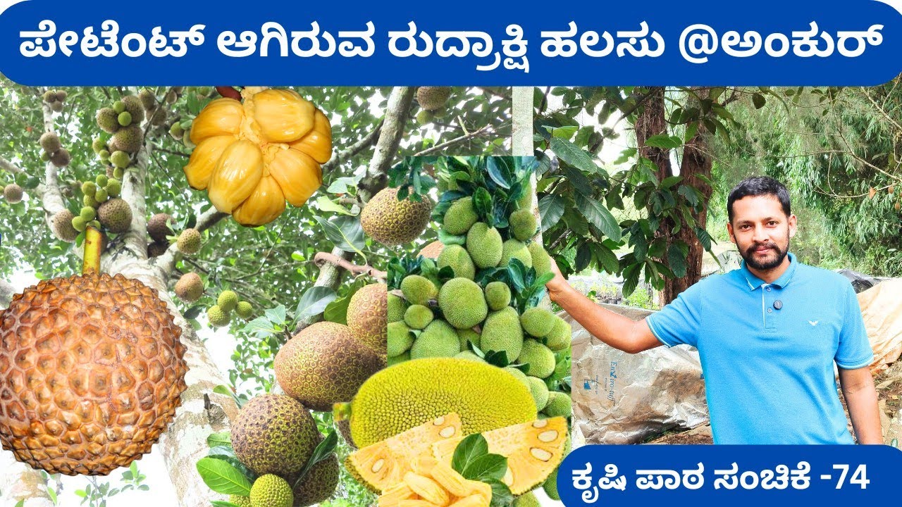 ಒಂದು ಹಲಸಿನ ಮರದಿಂದ ಸಾವಿರಾರು ಗಿಡಗಳನ್ನು ಮಾಡಬಹುದು‼️ಕಣ್ಣು ಕಸಿಯನ್ನು ನೀವೇ ಯಾಕೆ ಕಲಿಯಬಾರದು/ಅಮೋಘ ಜವಳಿ ಶಿವಮೊಗ್ಗ