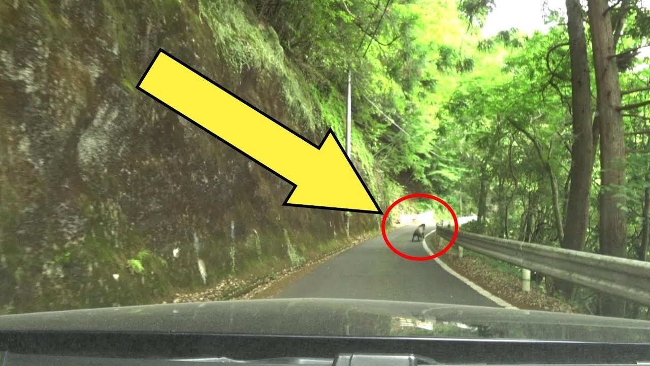 【険道/野生動物出現】和歌山県道・奈良県道735号 龍神十津川線 part 1【引牛越】