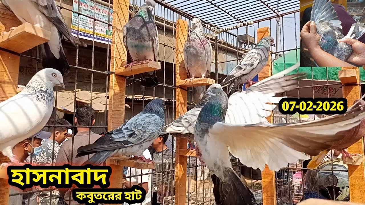 07-02-2026 হাসনাবাদ কবুতরের হাট | কম দামে কবুতর | হাই-ফ্লাইং কবুতর | Pigeons market price | kabutar