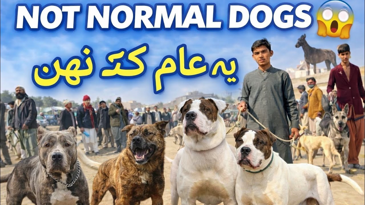 Pakistan’s Most Powerful Dogs | Gultair, Bully & Kuchi #doglover