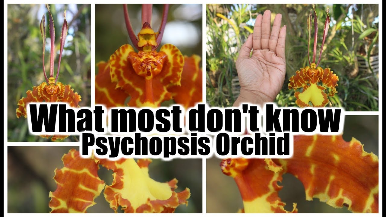 Fascinating Facts About the Psychopsis Orchid!