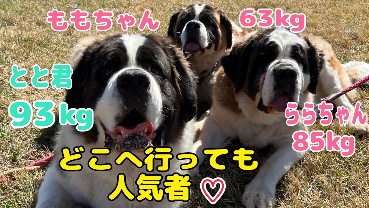 【セントバーナード】千葉へお出かけしたら、お散歩してるだけで「可愛い」っていっぱい声をかけられ皆んなを笑顔にできて嬉しい〜。