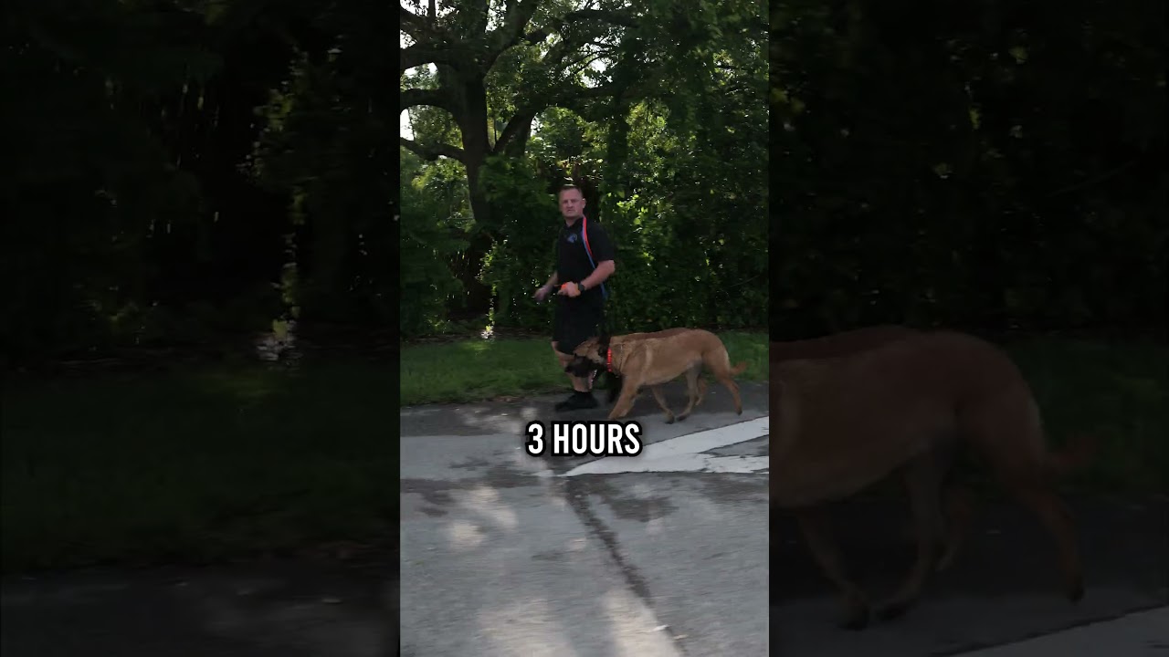 Ready to Own a Belgian Malinois? Not Without Watching This First