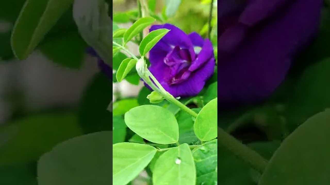 Aparajita Clitoria ternatea Asian Pigeonwings Bluebellvine Blue Pea Butterfly Pea Darwin Pea