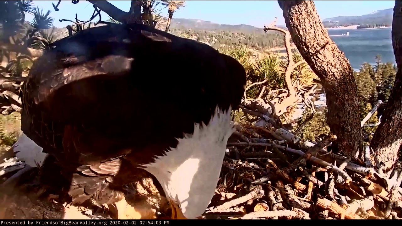 2-2-2020 Big Bear Eagles~Shadow Brings In A Coot For Jackie