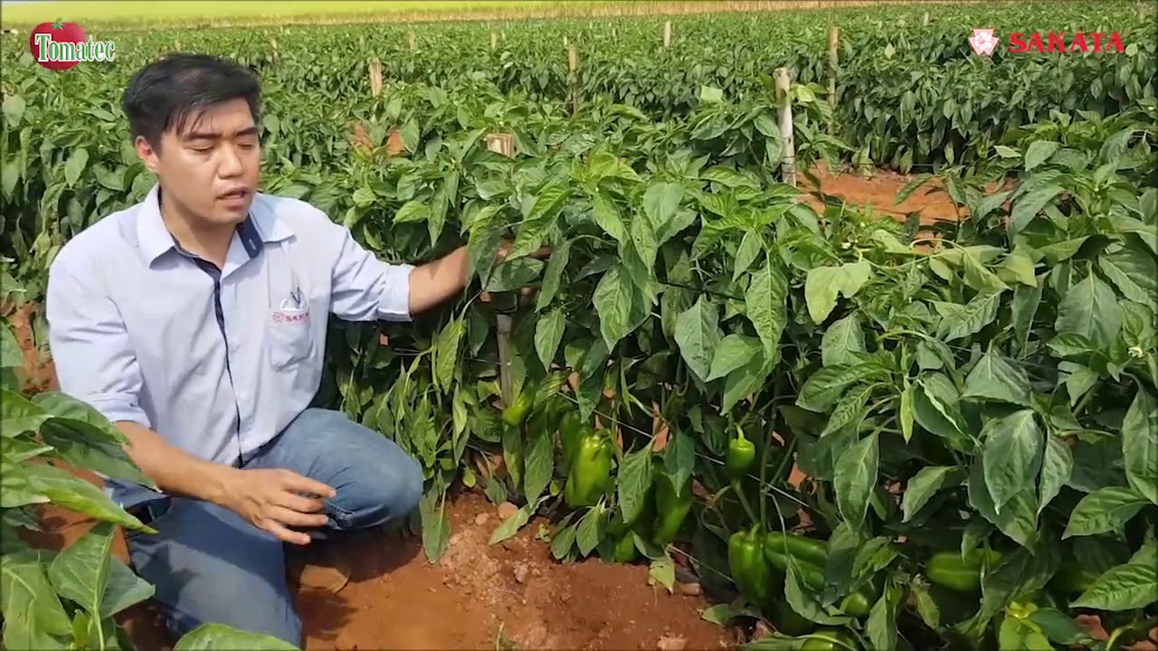 Depoimento pimentão lamuyo Dahra R - Sakata