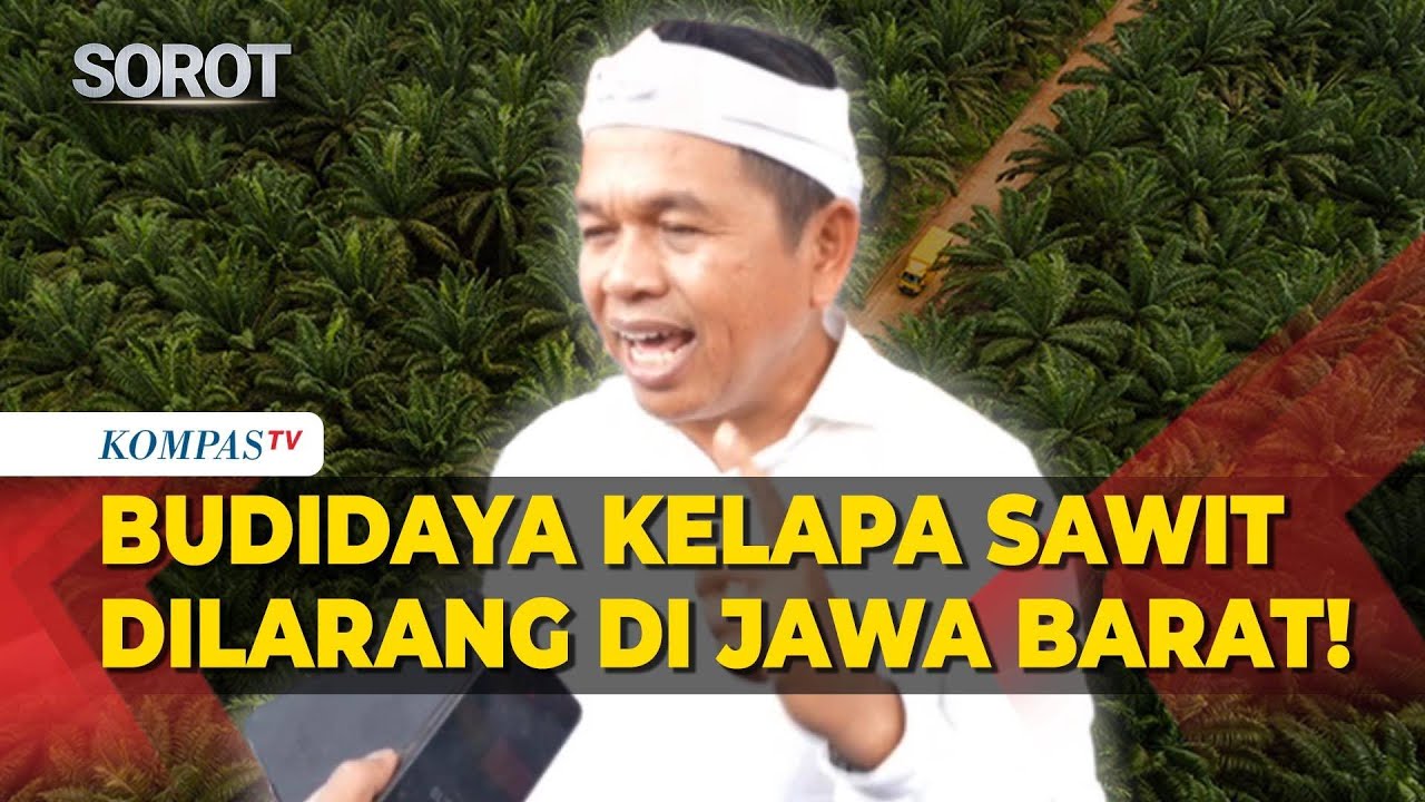Dedi Mulyadi Larang Budidaya Kelapa Sawit di Wilayah Jawa Barat