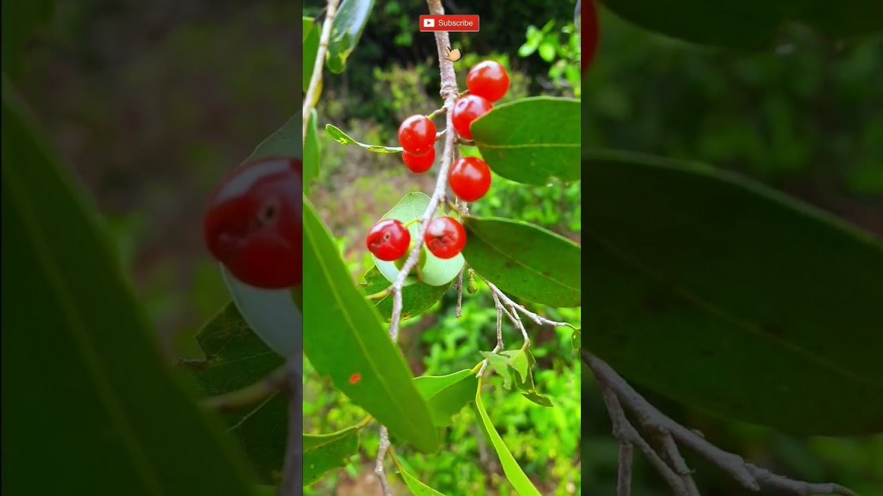 Natural Fruit in Forest | #shorts feed | short video | #subscribe #jaffna