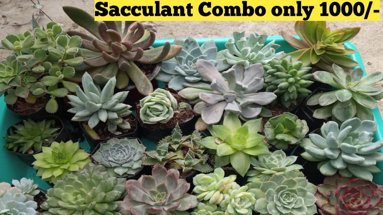 Online Sacculant Plants Unboxing Video 🌵🌱 लूट ऑफर 1000/- मे 25 Sacculant 🥳🥳