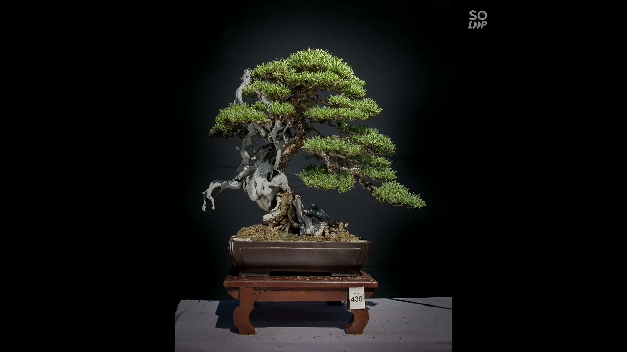 The Best BANTIGIS ( bonsai) in the Philippines