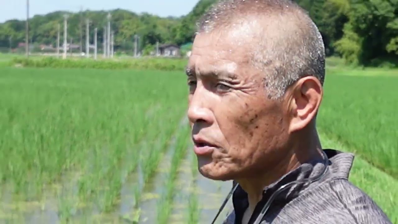 イチかバチか追肥