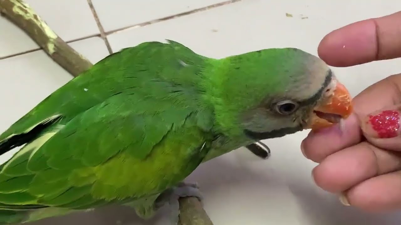 Parrot eat a feed on hand