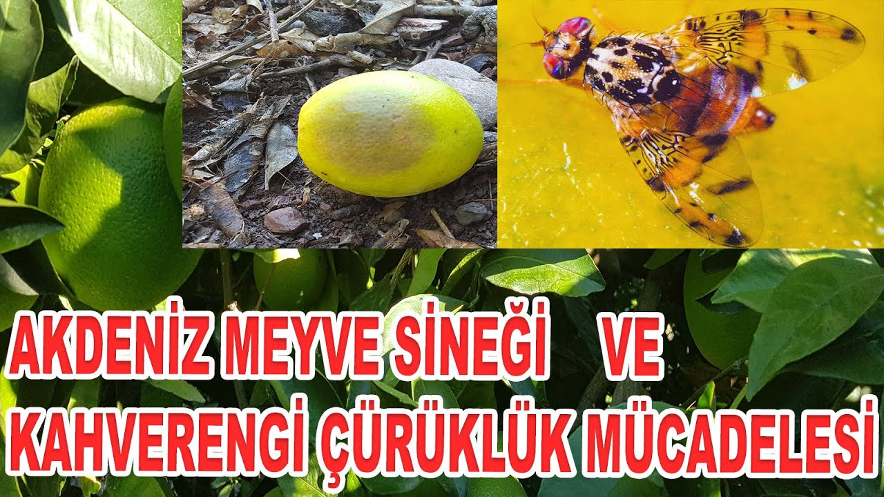 AKDENİZ MEYVE SİNEĞİ VE KAHVERENGİ ÇÜRÜKLÜK MÜCADELESİ #portakal #narenciye #turunçgil