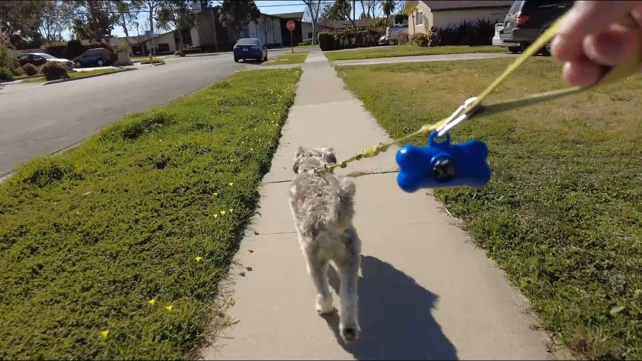 Dog Walking In First Person View POV HD