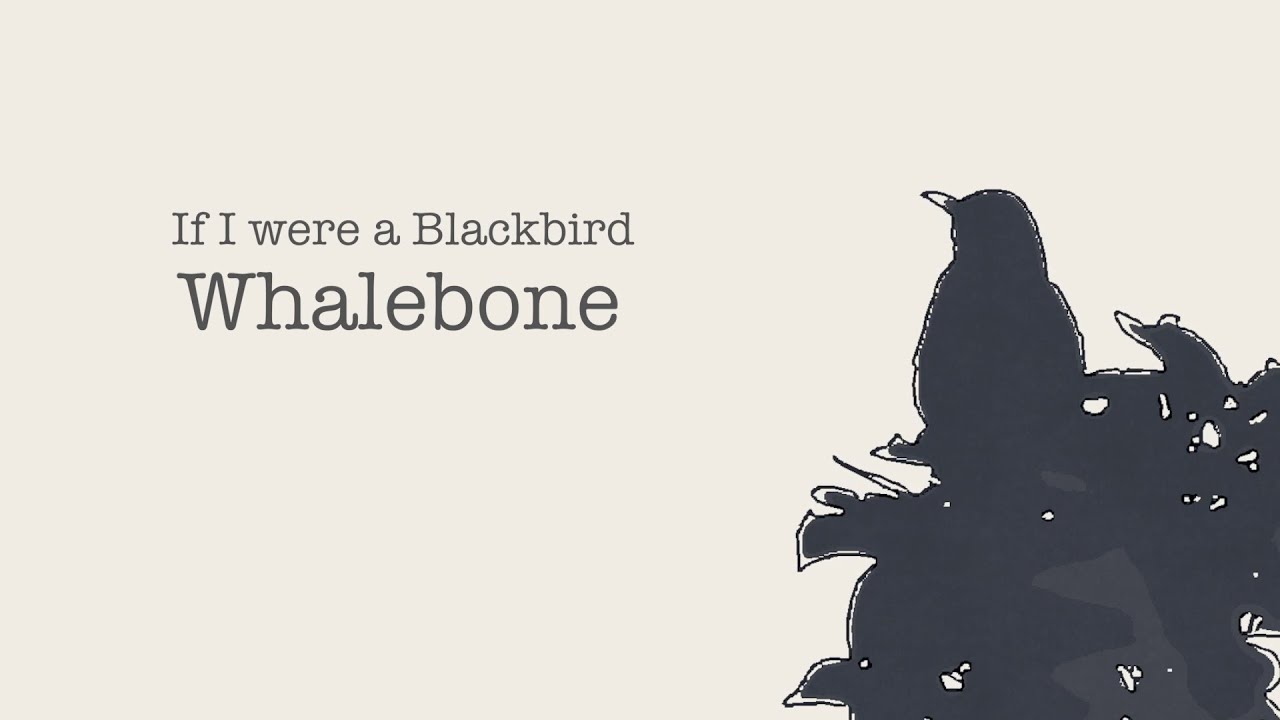 If I were a Blackbird - Whalebone (Traditional Tune)