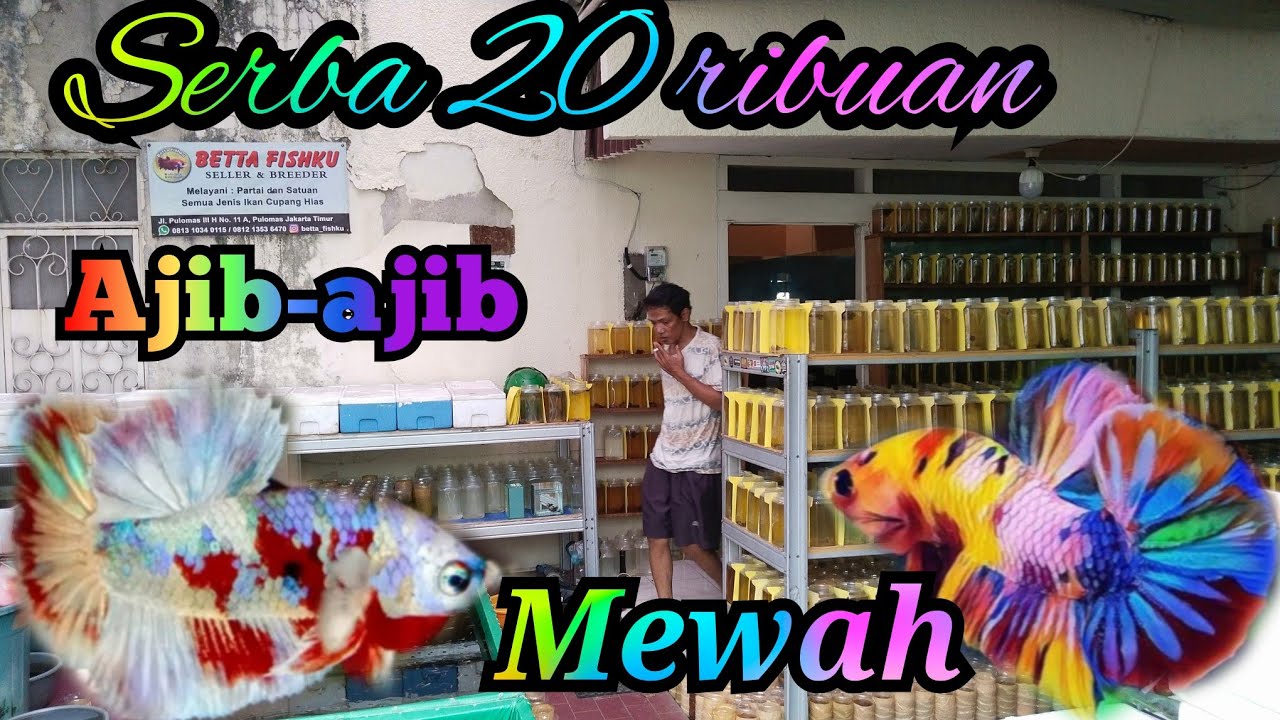 Promo Bettafishku..!!Ikan cupang spek kontes cuma 20 ribuan
