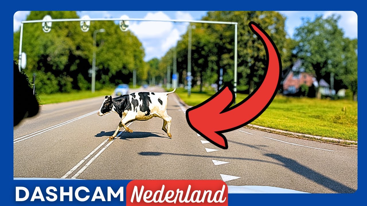 Koe VS Auto | Dashcam Nederland | Aflevering 41