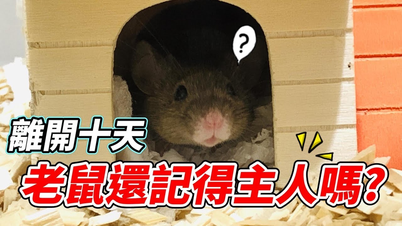 【維鼠日記】離開十天後，實測老鼠還記得主人嗎？【維特】#77