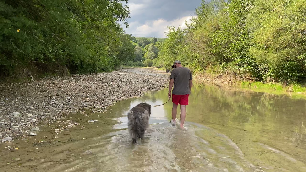 Am primit mancare pentru catei