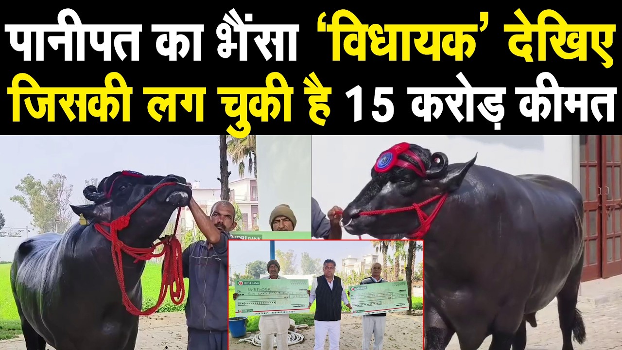पानीपत का भैंसा 