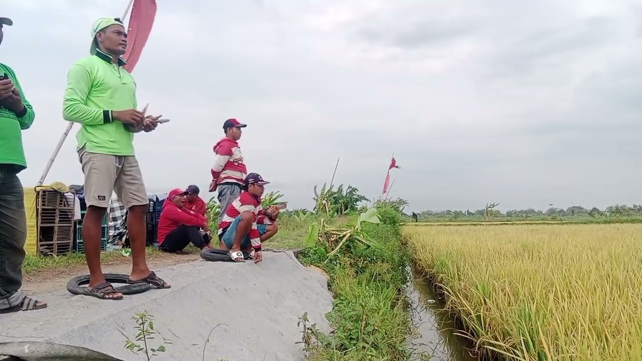 Lomba hari sabtu lp. Sinan 700 M. Juara baru rawi bergoyang